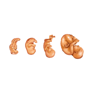 2 weeks pregnant