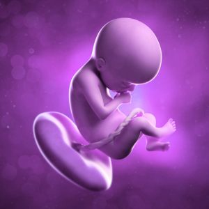 12 Weeks Pregnant