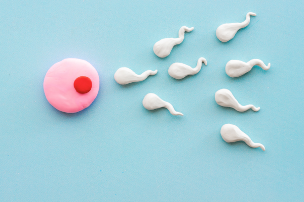 Sperm Count Increase Food