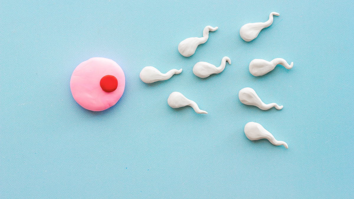 Sperm Count Increase Food